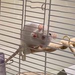 [댓글부탁해] 하 반택할까 편택할까