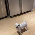 [드루와] 내 <b>멍뭉이</b> 볼사람