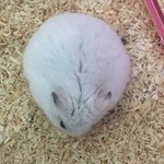 [NCT칠프] 아기<b>찹쌀떡</b> 보구가!!!!!