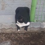 [이것좀봐줘] 우리집 <b>네모</b> 고양이 봐줘 고먐미