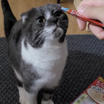 [엔하이픈] 이 고양이.. 약간 <b>종성이</b> 닮았어