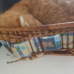 [고양이] 고양이 바구니 터졌어요....&amp;<b>츄</b>르먹방