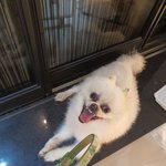 추석때 제주도 놀러와서 강아지 유기하고 간 관광객 찾아요.