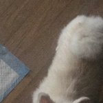 <b>강쥐</b>가 자꾸 쳐다봄