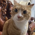 [스키즈] <b>순이</b> 이 사진