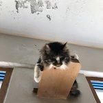 <b>네오</b> 쿠샨??좋아?