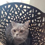 [<b>모찌</b>장난감] 우리  <b>모찌</b>  귀요미