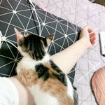 [고양이] 길냥이에서 묘생<b>역전</b>