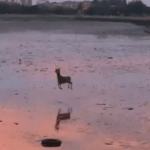 [방탄소년단] 혹시 긓 써줄 이삐 있어?