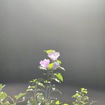 [더보이즈] 짭 <b>도원경</b>