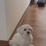 <b>허쉬</b>컷 했다.......
