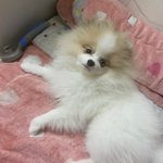 오늘 한 달 전에 죽은 우리 강아지 <b>생일</b>이야