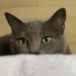 [진격의거인] ㅅㄷ) <b>이모네</b> 고양이 눈동자 볼때마다