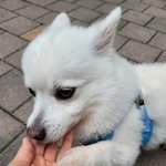 [이것좀봐줘] 히<b>인색</b> 댕댕이 자랑해요