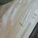 배달 <b>초밥</b> 구더기나왔는데