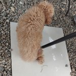 [강아지도와] 유기견 보호소 <b>봉사</b> 갔다 왔어