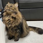 [펜타곤] <b>시루</b> 너무 귀엽지않냐