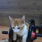 [고양이] 우리집 고양이 자랑(미호&amp;<b>미르</b>)