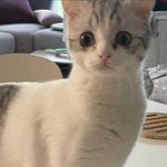 [댓글부탁해] <b>니</b>네 진짜 솔직하게 말해<b>보</b>셈