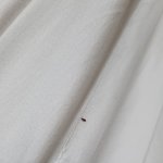 [이것좀봐줘] 호텔 벌레  ....