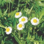 다들 이 <b>꽃</b> 보고 원래 <b>이름</b> 몰라서