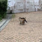 고양이봤다
