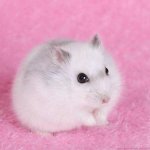 [댓글부탁해] 아이폰 13<b>프로</b> 어때애