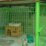 시골에서 강<b>쥐</b>를 데려오려는데..