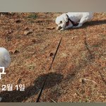 우리집 귀여매 ㅈㄴ나댈때다..