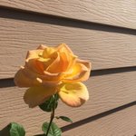 나만 <b>이생</b>첨 생각보다 노잼이었냐