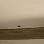 [꼭조언부탁] <b>진지</b>하게 집에 이런 벌레 어떻게 들어오나요?