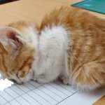 [댓글부탁해] 다들 학교 장단점 말해보자❤️