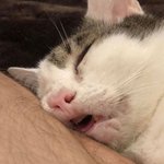 시크 <b>도도</b>한 냥이, 그렇지 못한 이빨...