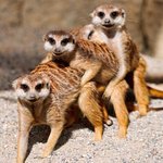 <b>미어캣</b> 닮은 사람