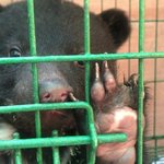 죽을날만 기다리는 사육 반달곰 400마리. 사육<b>곰들</b>을 도와주세요!