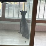 강아지 비 구경 중