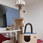 나의 동거묘 도칠이 21년 9월 일상들..