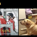 [방탄소년단] 준트리버와 애<b>옹</b>이ㅠㅠㅠ