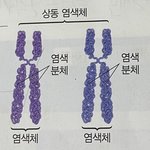 [댓글부탁해] 상동염색체랑 2가염색체의 <b>차이</b>가 뭐야..?