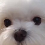 [군대] 코가 촉촉하게 젖어있고 <b>광택</b>이 빤질빤질하면 건강한 강아지래...