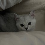 [고양이] 우리집 <b>주인님</b>