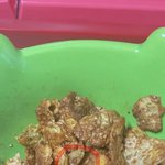 [개깊은빡침] [혐오주의]<b>애벌레</b> 잔뜩 시리얼먹고 세균성 장염 걸렸어요