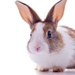 얘들아 아침에 빵 먹으면 두통<b>온대</b>