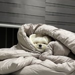 울집개 춥긴 춥<b>나바</b>..