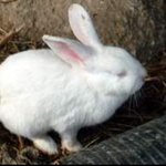 병크 묻힌 남돌 <b>초성</b>만 알려줌