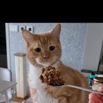 <b>된장냄새</b> 맡은 고양이