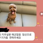 (추가)임신했습니다 애교많은 강아지 데려가실분?