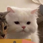 야.옹.