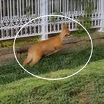 서울 강남 대치동 아파트에 고라니 출몰
