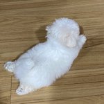 ㅅㅂ <b>바퀴</b>나왔어 ㅈㄴ큰거 혐주의